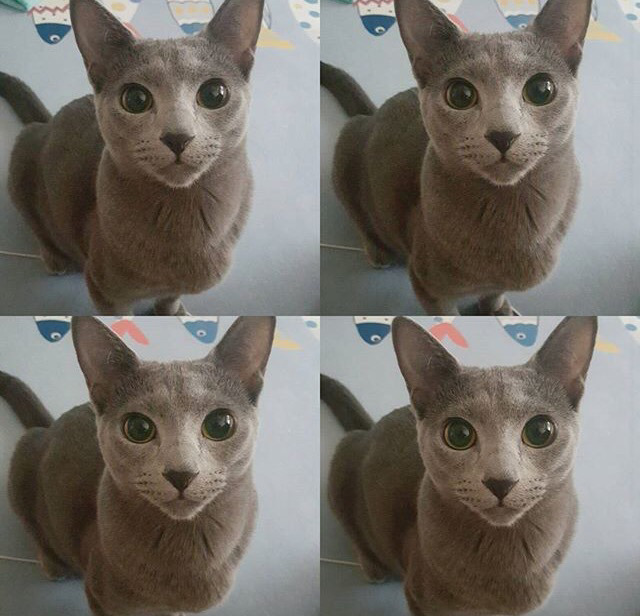 순딩이가 많고 러블리하게 생긴 고양이 러시안 블루.jpgif (줄여서도 러블인것) | 인스티즈