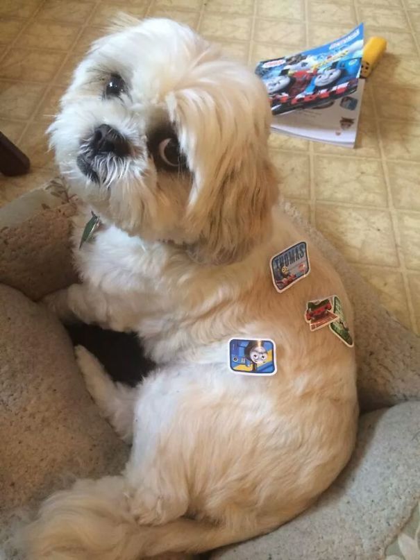 아이와 반려동물만 두고 집을 비우면 안되는 이유 | 인스티즈