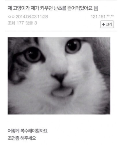 식물갤..고양이에게 잔인한 복수... jpg | 인스티즈