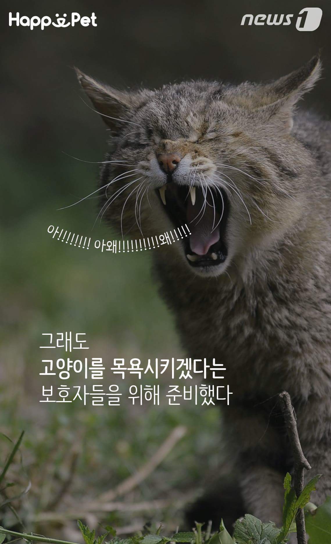 고양이가 목욕을 싫어하는 이유 | 인스티즈