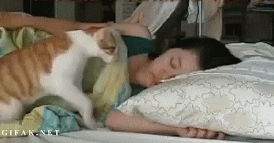 집사와 솜방맹이 | 인스티즈