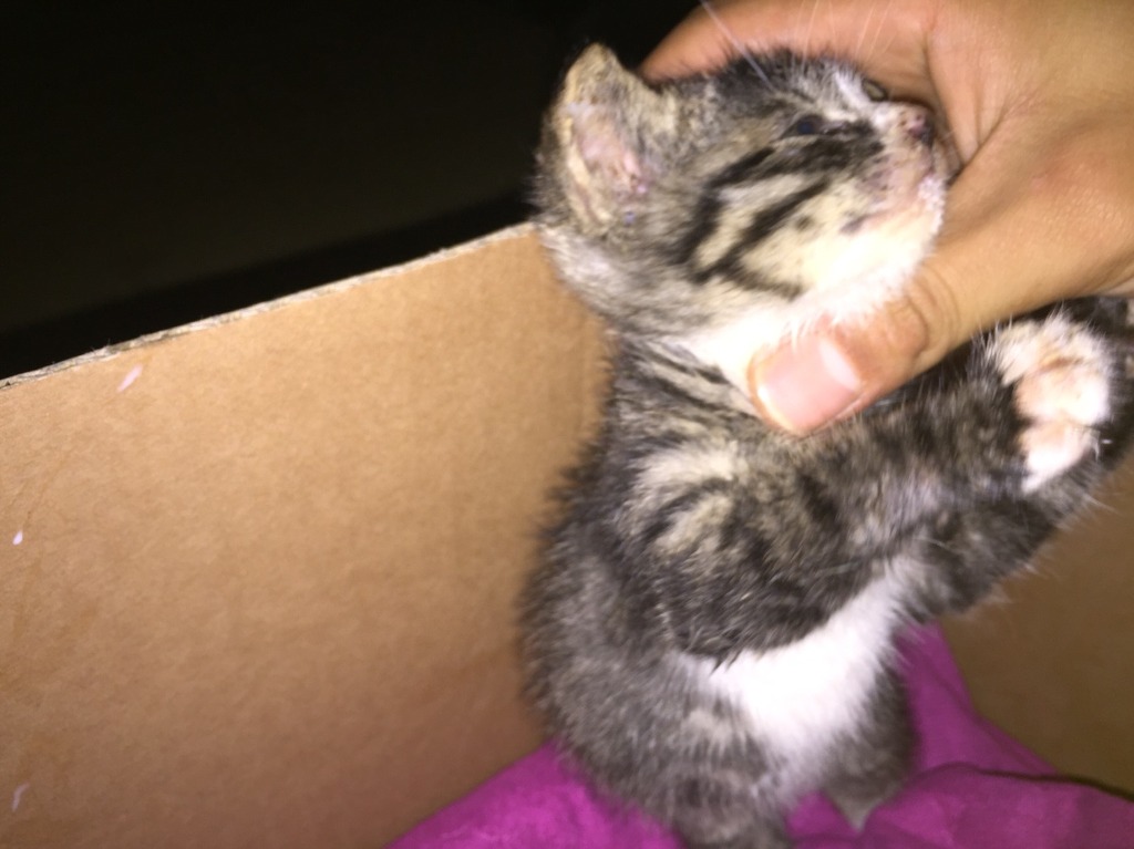 고양이주웠어요 | 인스티즈