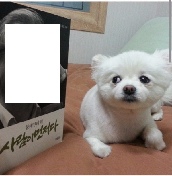 강아지가 귀여울때 | 인스티즈