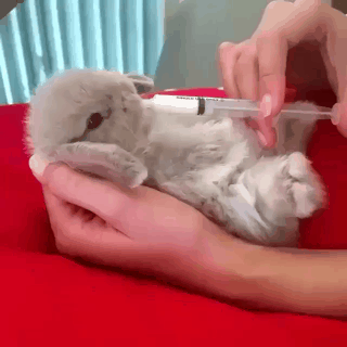 새끼 토끼.gif | 인스티즈