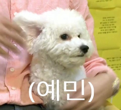 브이비비 이미지