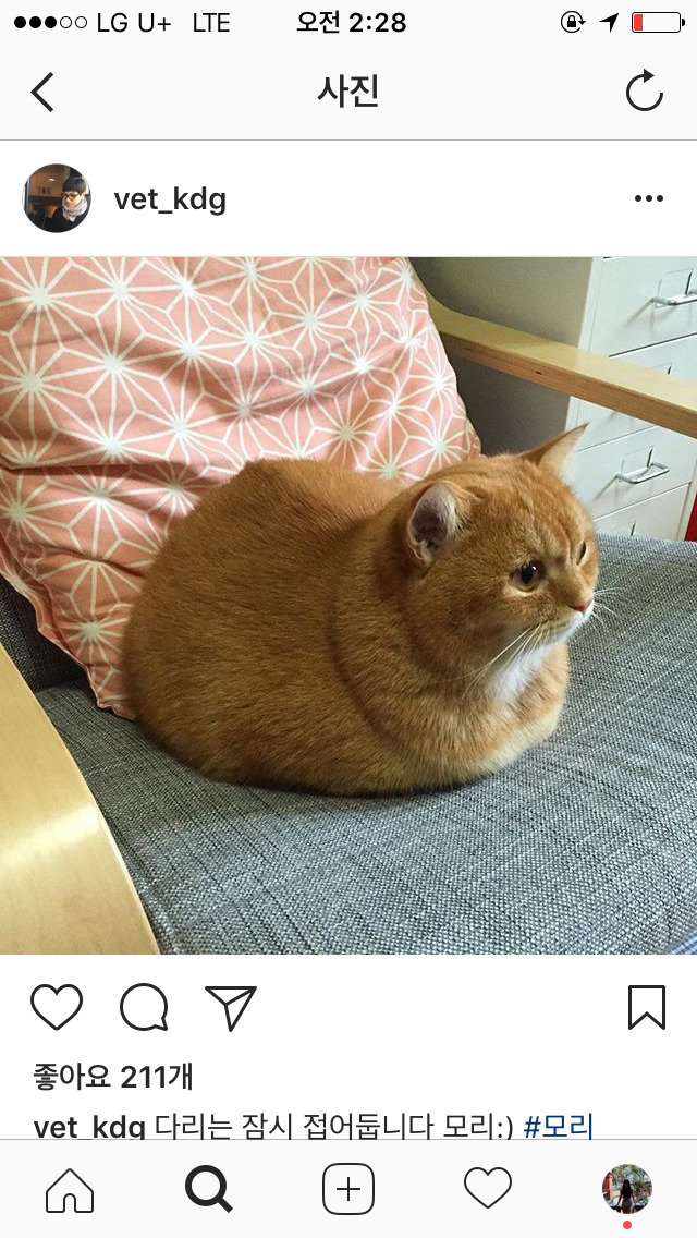 고양이 식빵의 정석.jpg | 인스티즈