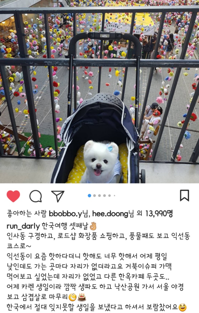 대만사람까지 꼬시고 다니는 한류 스타 강아지 달리 | 인스티즈
