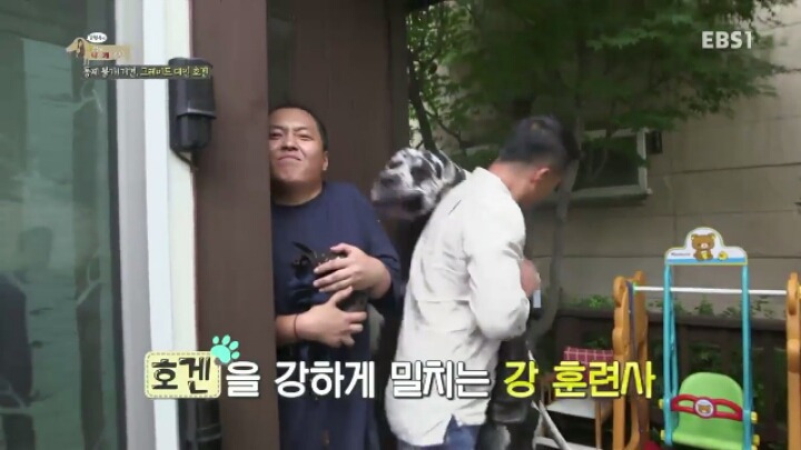 사람인척 하는 강아지 VS 강아지인척 하는 사람 | 인스티즈