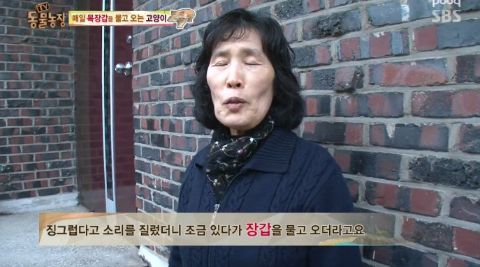 고양이... 지능 수준... | 인스티즈