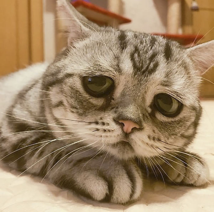 세상에서 가장 슬픈 고양이.jpg | 인스티즈
