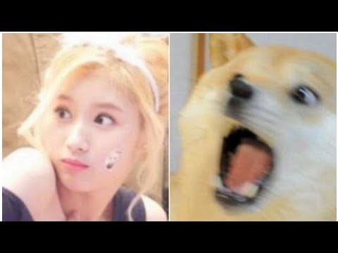 주말엔 사나 따라하는 시바 | 인스티즈