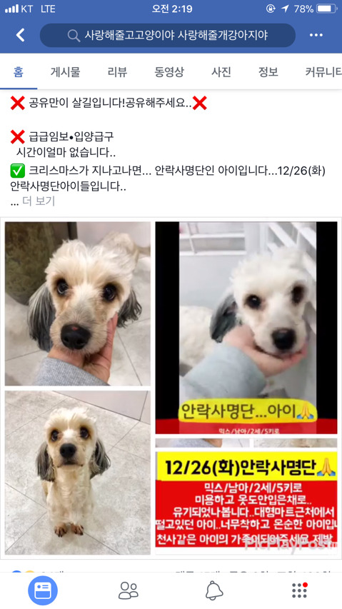 크리스마스 지나면 안락사될 아이들.. 보고가주라ㅠㅠ | 인스티즈