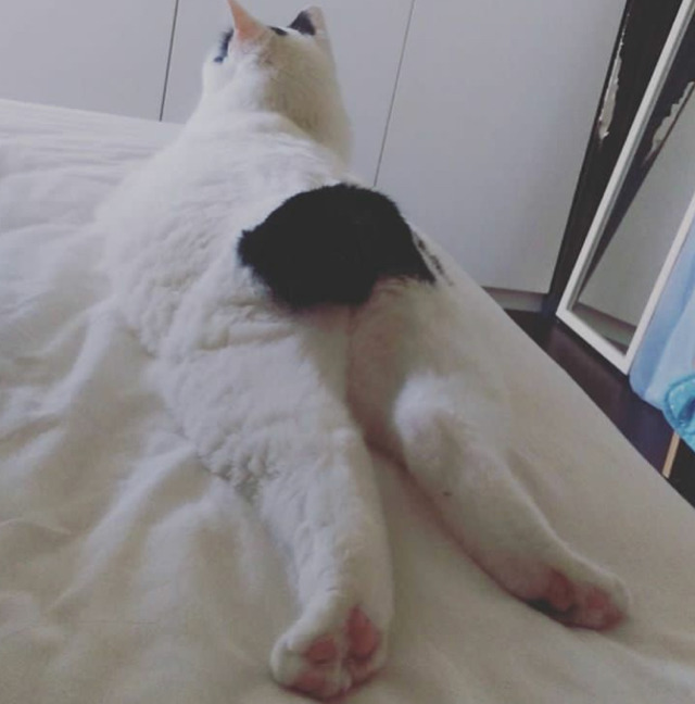 궁디가 까만 고양이 | 인스티즈