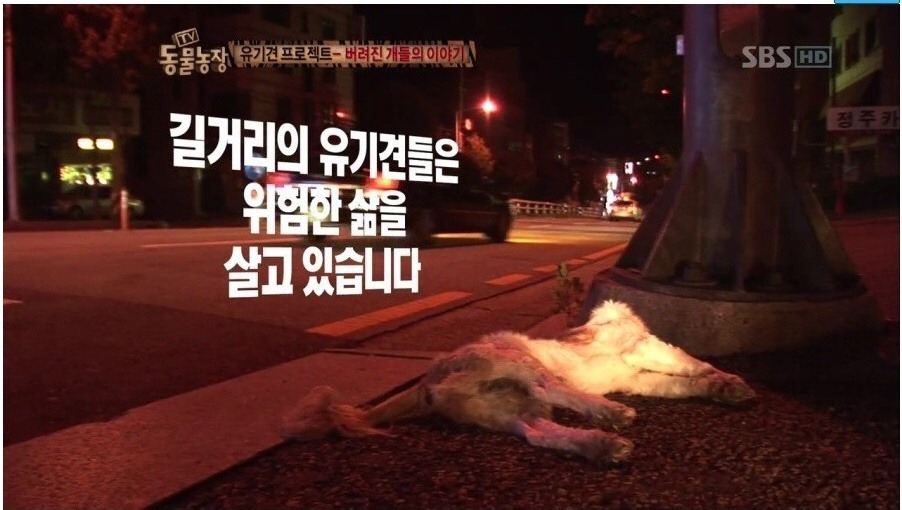 독한 마음을 먹지 않고서는 도저히 할 수 없는 직업 - 버려진 개들의 이야기.jpg | 인스티즈