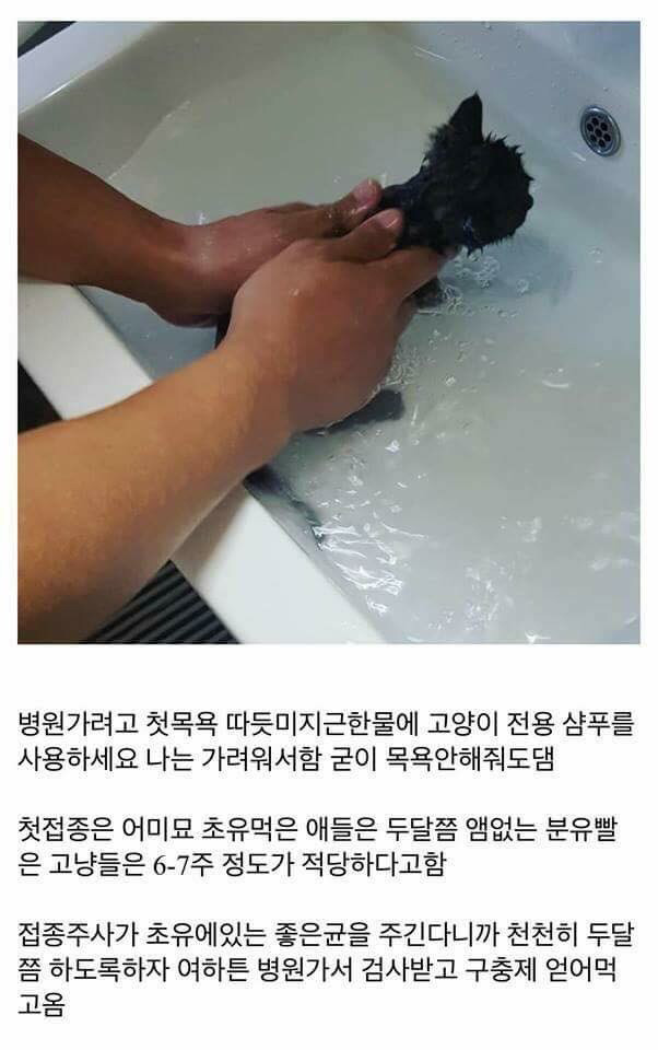 고양이를 만드는 디씨인.jpg | 인스티즈