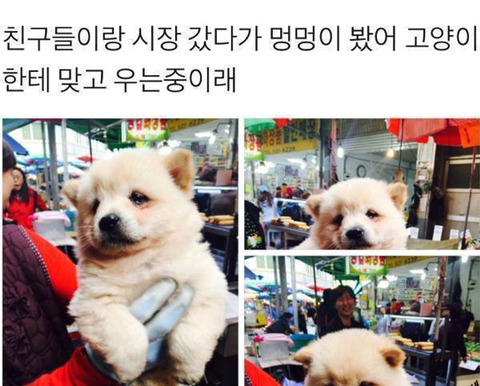 고양이한테 맞고 우는 댕댕이.jpg | 인스티즈