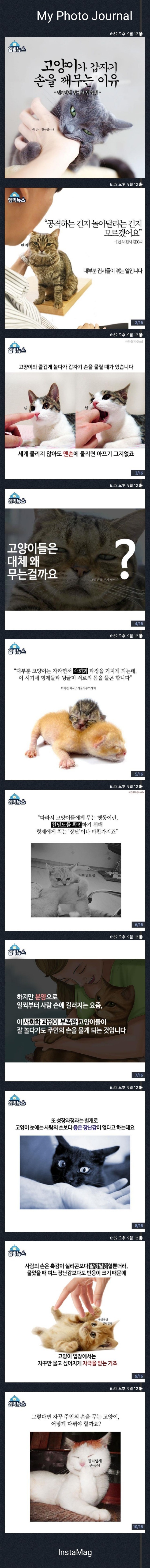 고양이가 갑자기 손을 깨무는 이유 | 인스티즈