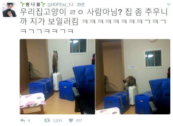 우리집 고양이 ㄹㅇ사람아님? | 인스티즈