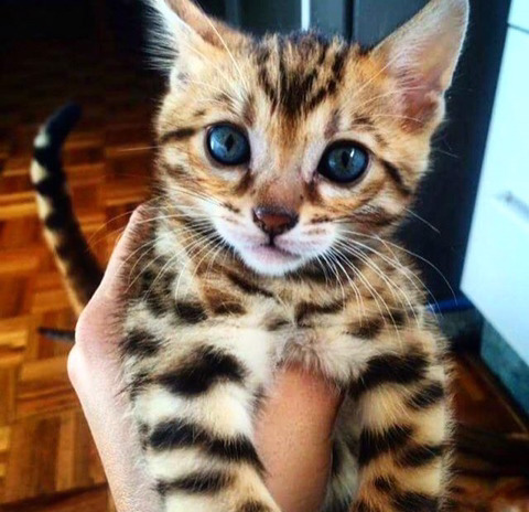 뱅갈 냥이🐱 | 인스티즈