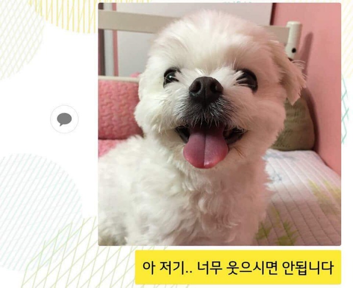 댕댕이 증명사진 | 인스티즈