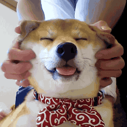 귀여운 댕댕이들.gif | 인스티즈
