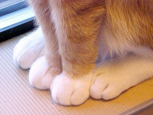 고양이 애호가들이 환장해 하는 부위 | 인스티즈