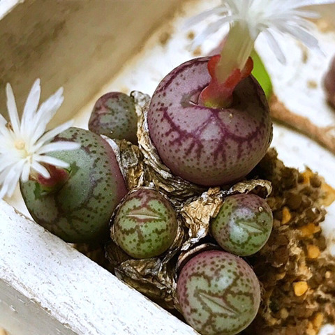 백화 이미지