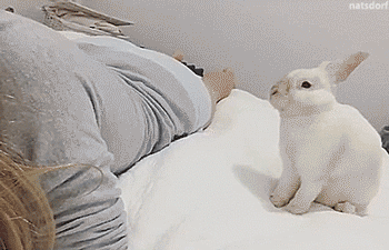 몽글몽글 귀여운 토끼.gif | 인스티즈