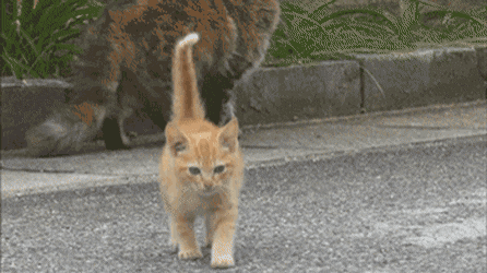 동물다큐 촬영 중 일어난 사건 ㄷㄷㄷ.gif | 인스티즈