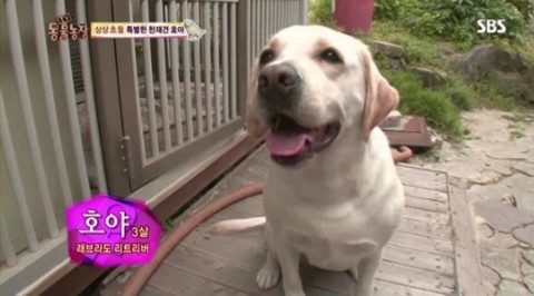 이런 강아지라면 키운다vs안키운다 | 인스티즈