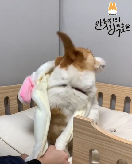 인싸템이 싫은 백호.jpgif | 인스티즈