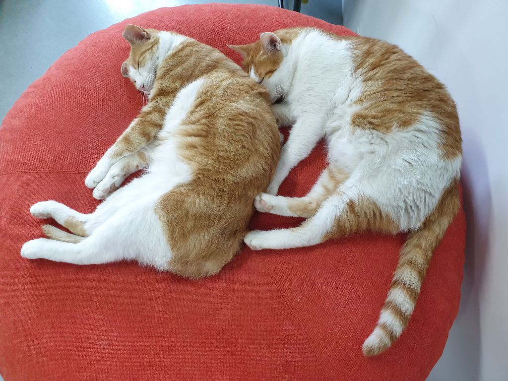 무적의 고양이 노랑이 | 인스티즈