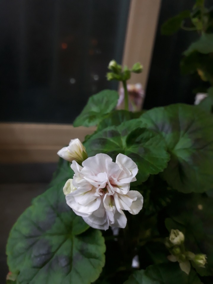 제라 이미지