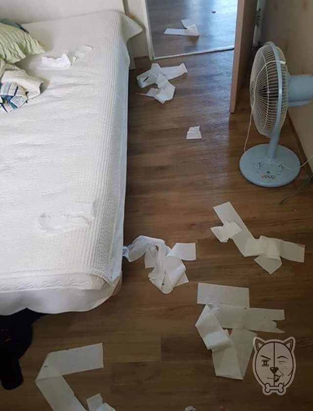 비글이 실험견으로 쓰여서 입양한 주인.. | 인스티즈