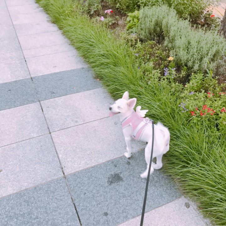 강아지의 다양한 표정을 같이 알아보자! | 인스티즈