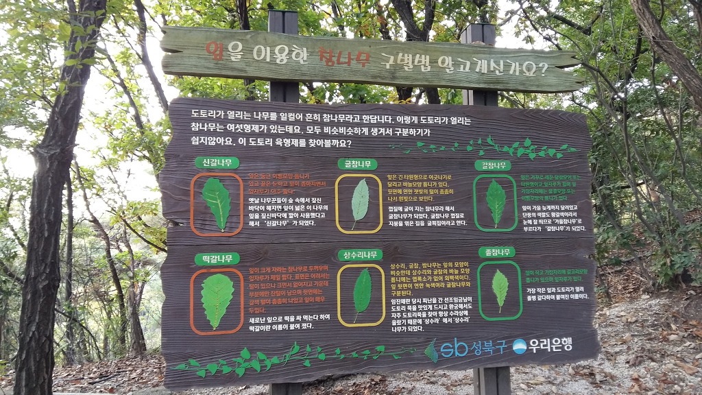 참나무 3형제 이미지