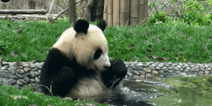 팬더 🐼 목욕하는 게시물 | 인스티즈