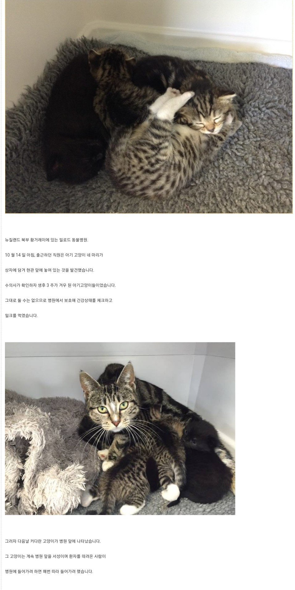 동물병원 찾아가 잃어버린 새끼와 재회한 고양이.jpg | 인스티즈