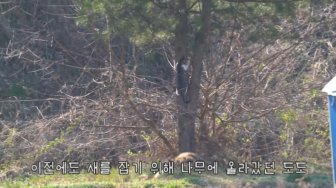 haha ha네 삼색이네 가족은 자기들끼리 노는게 제일 행복하고 재미있어 보임 | 인스티즈