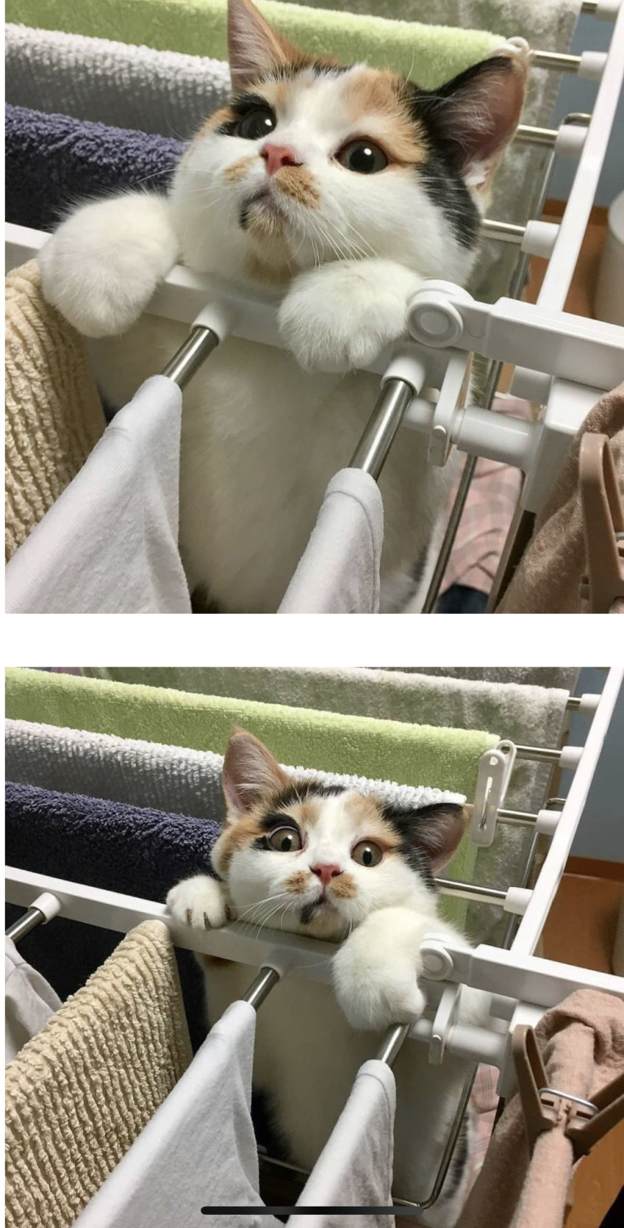 고양이 말리는법 | 인스티즈