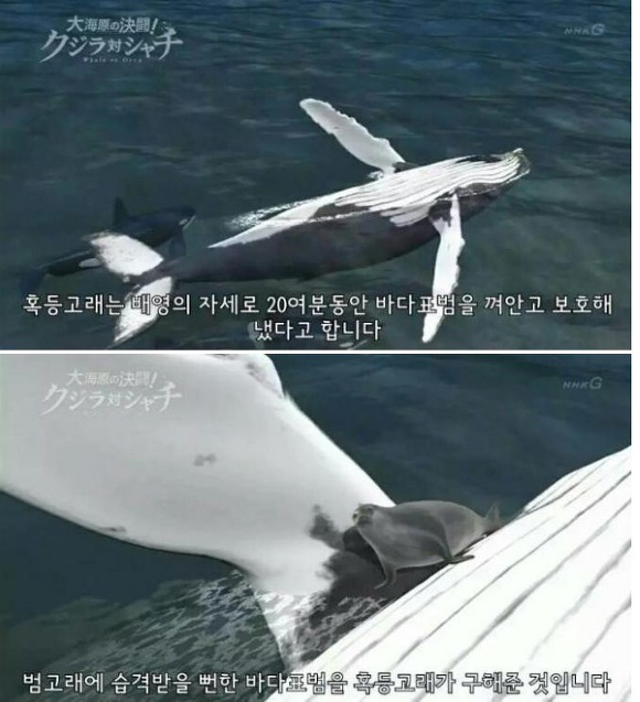 전 세계에 단 한마리밖에 없는 고래.jpgif | 인스티즈