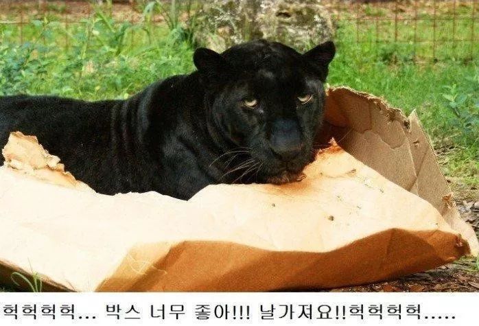 고양이과 동물의 공통점 | 인스티즈