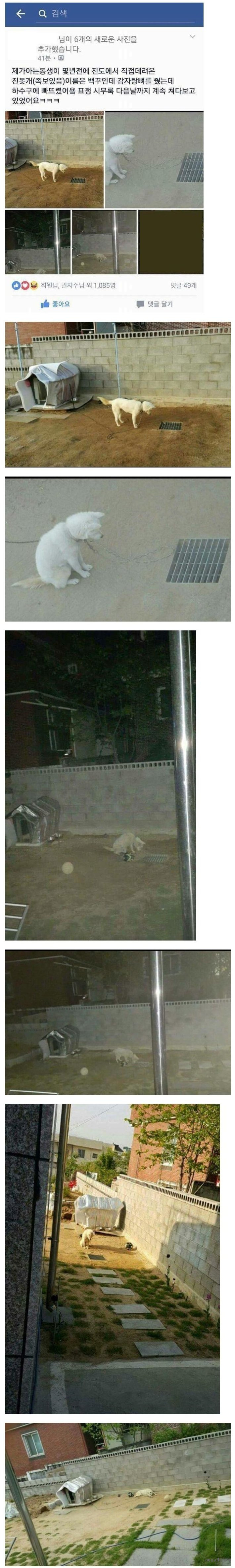 댕댕이 뼈무룩.jpg | 인스티즈