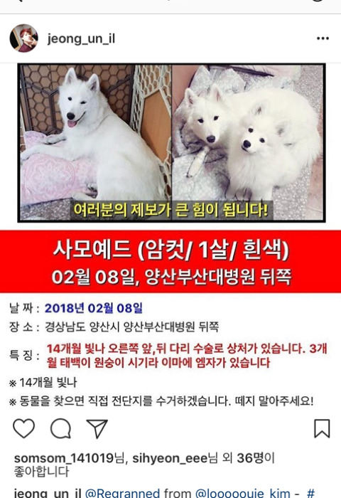 경남 양산시 범어동에서 사라진 사모예드 두마리 한번만 관심 가져주세요 | 인스티즈