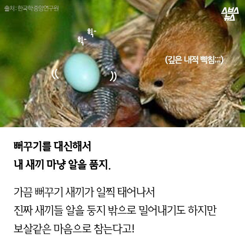 황새 따라가다 가랑이 찢어진다의 그 뱁새 | 인스티즈