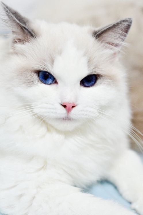 개와 고양이.jpg | 인스티즈