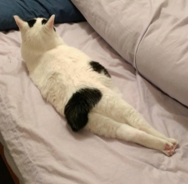 궁디가 까만 고양이 | 인스티즈