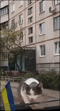 바보 냥청이들.gif | 인스티즈