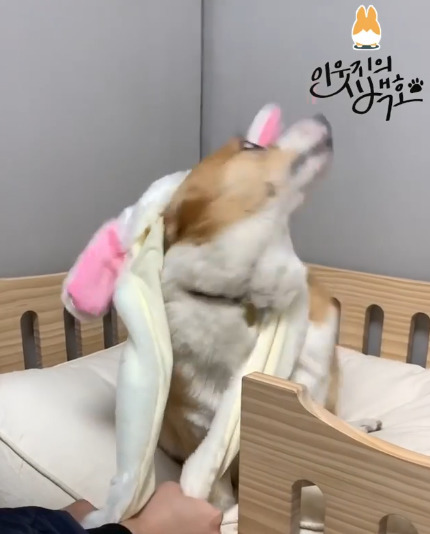 인싸템이 싫은 백호.jpgif | 인스티즈