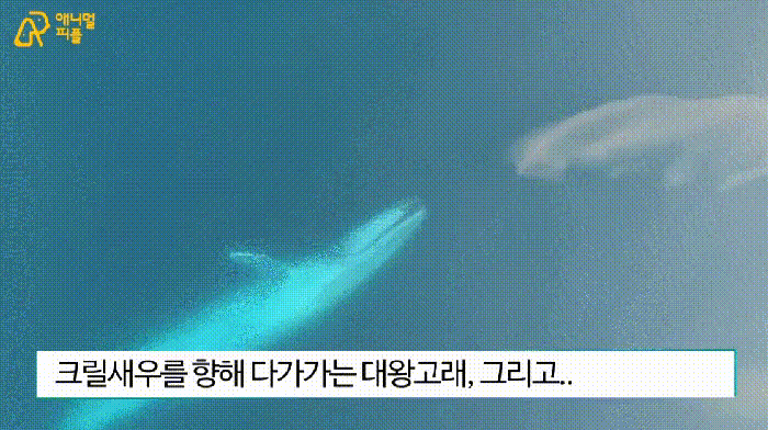 대왕고래의 식사 | 인스티즈